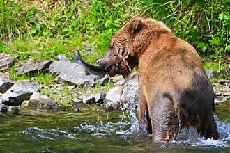 Alaska Brown Grizzly Bear Catches Fish