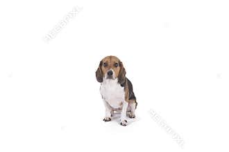 Beagle on white