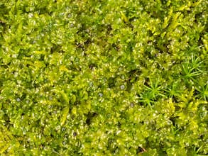 Plagiomnium affine, species of thyme-moss and Polytrichum moss