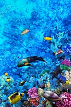 Coral and fish in the Red Sea. Egypt, Africa.