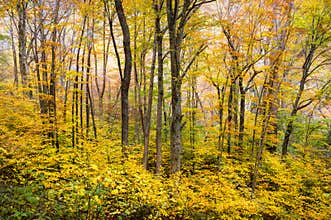 Autumn Forest Western NC Fall Foliage Trees Scenic Nature Photography