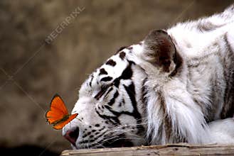 Tiger and butterfly