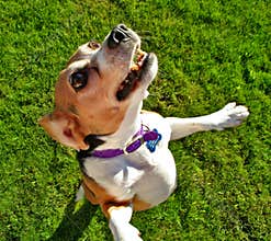 Beagle dog jumping up