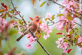 House Finch in blossoming Crabapple Tree