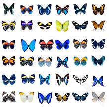 Collection of Butterflies on a white background