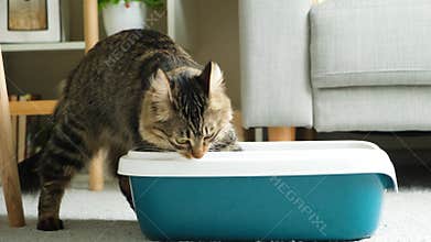 A domestic cat cleans up the toilet, digs cat litter in the tray with its paw