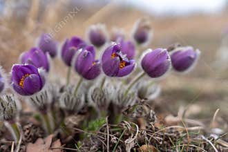 Dream grass spring flower. Pulsatilla blooms in early spring in forests and mountains. Purple pulsatilla flowers close