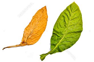 Tobacco Leaf On White Background