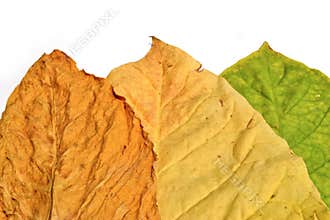 Tobacco Leaf On White Background