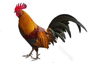 Cuban (Key West) Rooster
