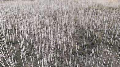 Drought, dry forest with arid weather. Dead trees. Global warming and climate