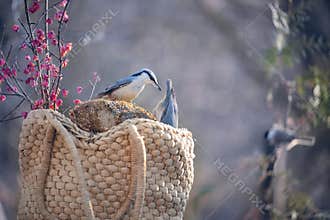 A pair of birds sitta europaea on a wicker bag with branches of red euonymus berries in the garden.