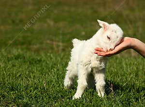 Baby goat