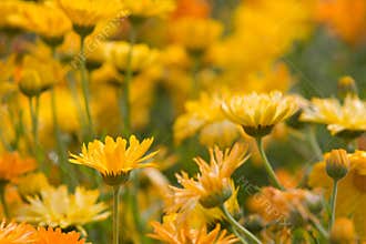 Orange and Yellow Flowers