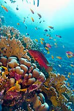Coral reef with red exotic fish cephalopholis at the bottom of tropical sea