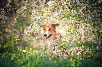 Border collie dog portrait in spring