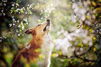 Border collie dog portrait looks up in spring