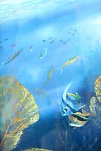 Under the sea