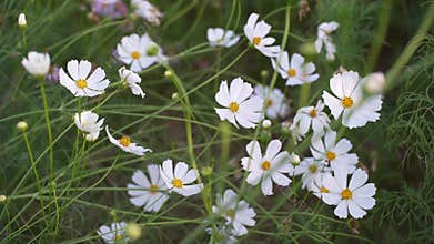 Cosmos garden , Multicolored cosmos flowers in meadow in spring summer nature against blue sky. Selective soft focus.