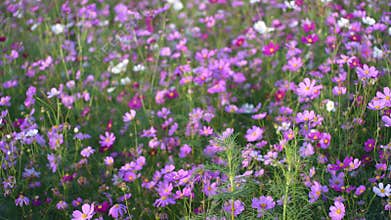 Cosmos garden , Multicolored cosmos flowers in meadow in spring summer nature against blue sky. Selective soft focus.