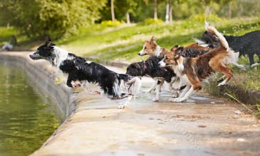 Dogs team jumping in the water