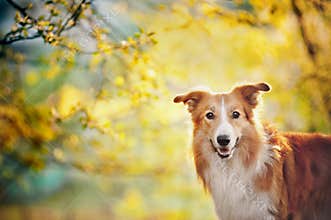 Border collie portrait on sunshine background