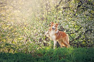Border collie dog portrait in spring