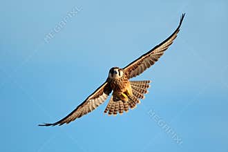 Lanner falcon in flight