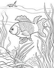 Fish coloring pages for small kids