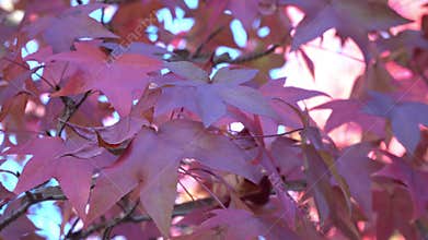 Pink Momiji leaves fall season in Japan.