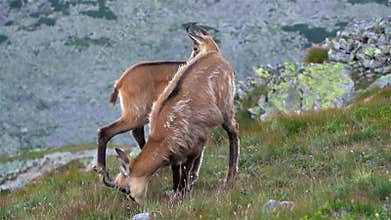 Chamois Rupicapra rupicapra graze alpine meadow in alps mountain Wildlife nature animals