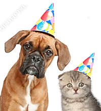 Dog and cat in party cap on white background