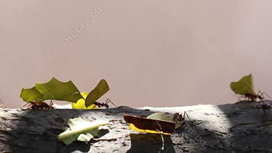 Ants carring leaves