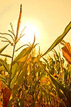 Corn field with sun