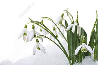 Snowdrops in snow