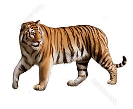 Adult tiger walking with turned head