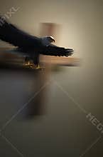Bald Eagle in Flight