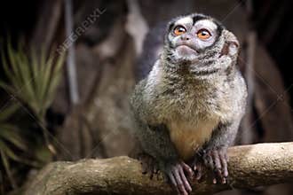 Night monkey, also known as owl monkey