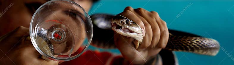 The snake show, the real poison flows out of the fangs.