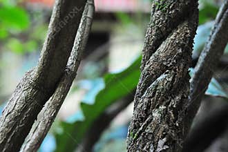 Ayahuasca. Liana. Bark Of Vine With Mold. Shamanic Ceremonies Iamazon Peru