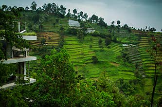 Tea plantations in the suburb of Bandung. Indonesia