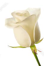 White rose bud
