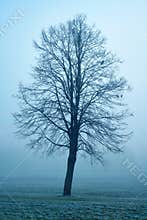 Spooky tree
