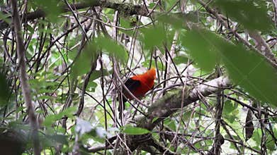 Andean cock of the rock, Rupicola peruvianus, Peru