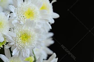 very pretty colorful chrysanthemum garden flower on a black background from close