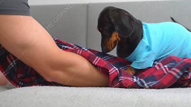 Dog stupid active puppy plays on sofa, attacks hand Confrontation owner and pet