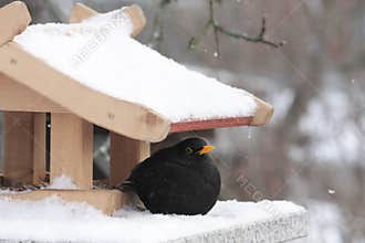 Blackbird and bird feeder