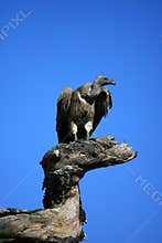 Vulture on tree