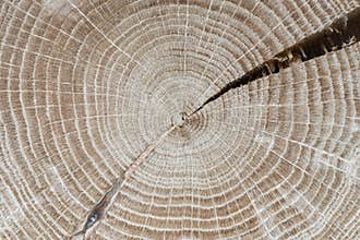 Wood grain closeup. Cross section of an oak tree. Annual growth rings. Tree anatomy. Abstract background