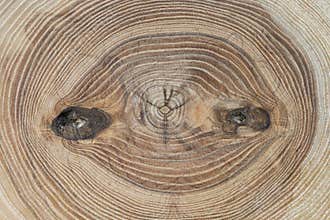 Cracked wood slice. Annual growth rings of a poplar tree. Tree anatomy. Wood grain. Abstract background